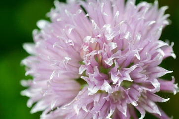 purple chives blossom close up