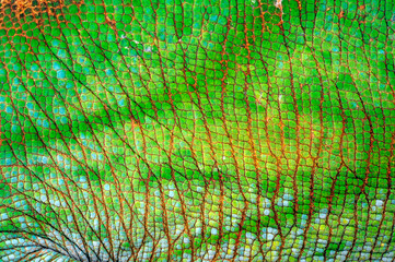 skin of a  Parson's chameleon / Haut eines Parsons Chamäleon (Calumma parsonii parsonii)  © bennytrapp