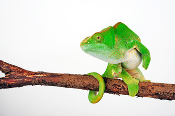 Parson's chameleon / Parsons Chamäleon (Calumma parsonii parsonii)  © bennytrapp