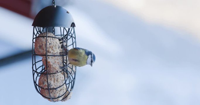 Very careful Aurasian blue tit eating at feeder during winter time. Locked down shot.