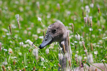 young swan sitting in grass