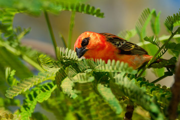 Madagascar Red Fody - Foudia madagascariensis red bird on the green and palm tree found in forest clearings, grasslands and cultivated areas, in Madagascar it is pest of rice cultivation
