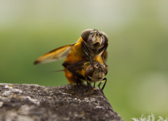 flies when mating