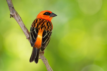 Madagascar Red Fody - Foudia madagascariensis red bird on the green and palm tree found in forest clearings, grasslands and cultivated areas, in Madagascar it is pest of rice cultivation