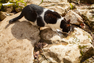 beautiful cat drinks in spring from puddle