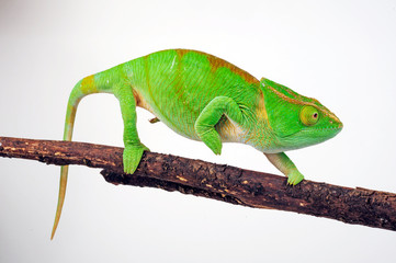Parson's chameleon / Parsons Chamäleon (Calumma parsonii parsonii)  © bennytrapp