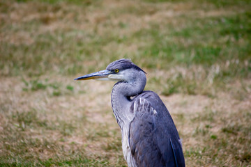 great blue heron