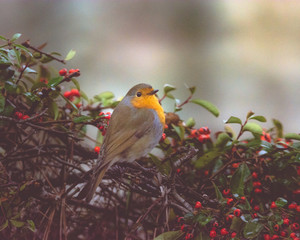 pettirosso su cespuglio di cotoneaster