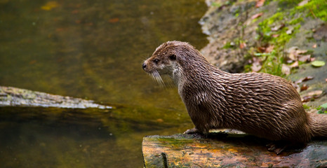 european otter