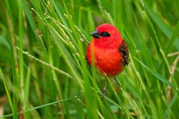 Madagascar Red Fody - Foudia madagascariensis red bird on the green and palm tree found in forest clearings, grasslands and cultivated areas, in Madagascar it is pest of rice cultivation