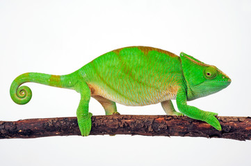 Parson's chameleon / Parsons Chamäleon (Calumma parsonii parsonii)  © bennytrapp