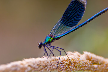 blue dragonfly on leaf