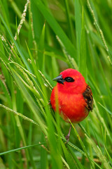 Madagascar Red Fody - Foudia madagascariensis red bird on the green and palm tree found in forest clearings, grasslands and cultivated areas, in Madagascar it is pest of rice cultivation