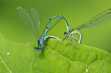 dragonflies while mating