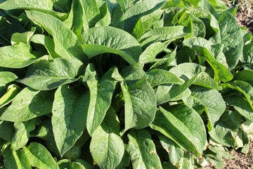 Green thick leaves of comfrey