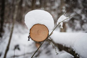 Snow on log