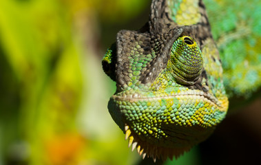 close up of green chameleon