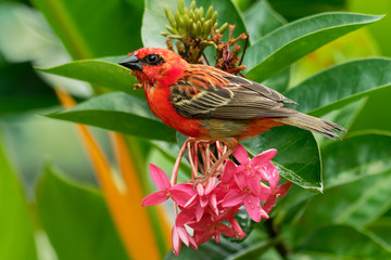 Madagascar Red Fody - Foudia madagascariensis red bird on the green and palm tree found in forest...