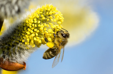 bee on blooming catkin