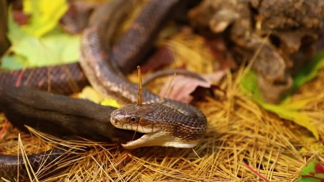 Selective focus closeup of pet serpent feeding time in foliage filled terrarium, snake tugging on dead brown and white rat over pine needles