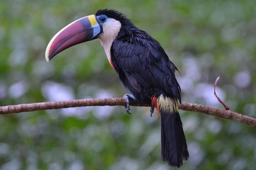 Weißbrusttukan © Christian