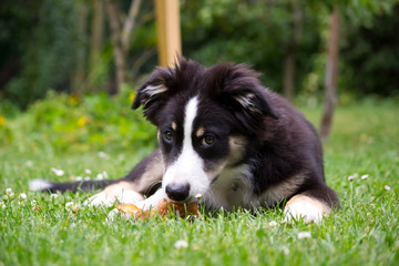 small dog on the grass
