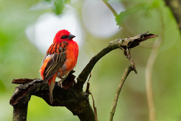 Madagascar Red Fody - Foudia madagascariensis red bird on the green and palm tree found in forest...