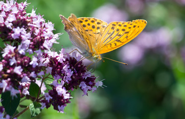orange butterfly on flower