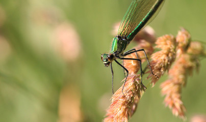 green dragonfly on leaf