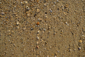 Sea Texture with Seashells at a Beach in Thailand
