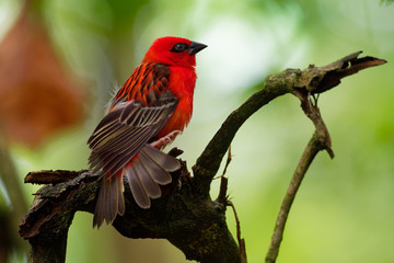 Fototapeta premium Madagascar Red Fody - Foudia madagascariensis red bird on the green and palm tree found in forest clearings, grasslands and cultivated areas, in Madagascar it is pest of rice cultivation