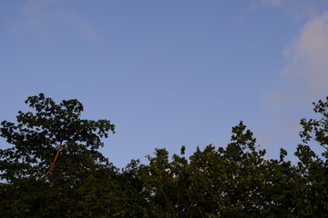 Obraz na płótnie Canvas Tropical Tree Tops with a Clear Blue Background