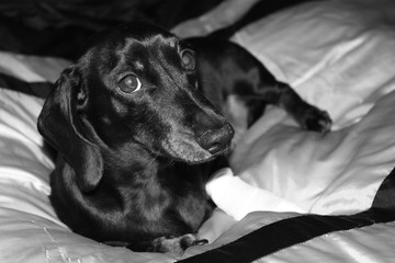 Miniature Dachshund Resting