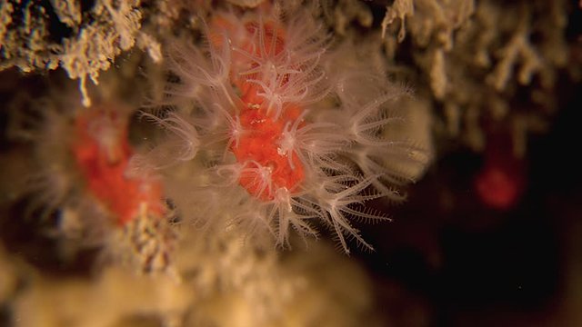 corallium rubrum