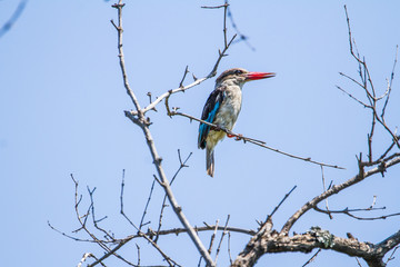 Mangove Kingfisher on a tree branch