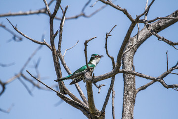 Diederik Cuckoo on a tree