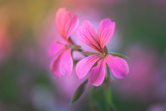 coppia di fiori di geranio rosa con sfondo sfocato e colorato