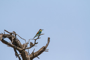 European Bee-ater on a tree branch