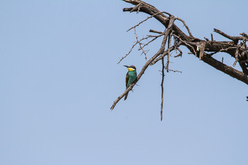 European Bee-ater on a tree branch