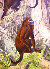 Howler bear, monkey in a vintage book History of animals, by Shubert/Korn, 1880, St. Petersburg