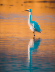 piccolo airone bianco, (Garzetta, egretta garzetta) in acqua bassa al tramonto 