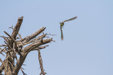European Bee-ater on a tree branch