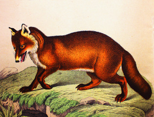 Fox in a vintage book History of animals, by Shubert/Korn, 1880, St. Petersburg