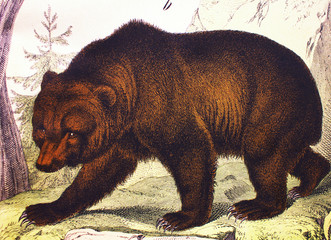 Ordinary bear in a vintage book History of animals, by Shubert/Korn, 1880, St. Petersburg