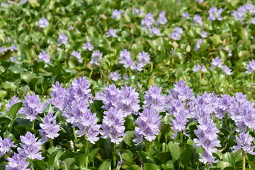 Obraz premium purple flowers in the garden