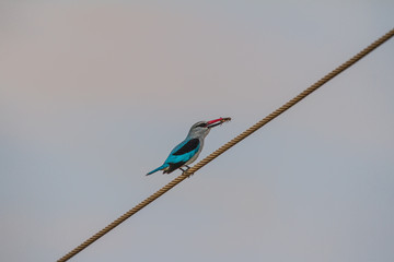 Mangove Kingfisher on a powerline