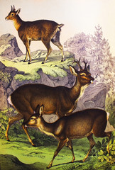 Chamois (wild goat) (male above, female below), jumper high above in a vintage book History of animals, by Shubert/Korn, 1880, St. Petersburg