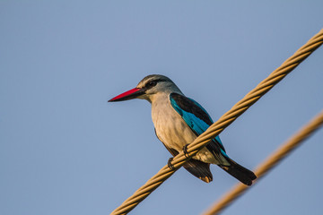 Mangove Kingfisher on a powerline