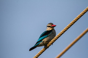 Mangove Kingfisher on a powerline