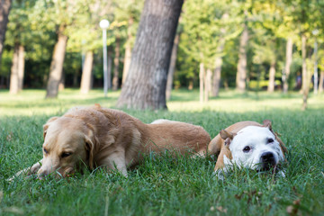 Labrador retriever and Staffordshire terrier dogs, portrait, sunny day. Two happy dog friends in the park playing